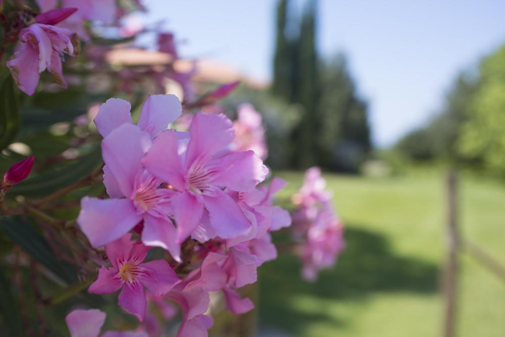 Agriturismo Le Vallette Биббона Экстерьер фото